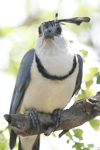 White-throated Magpie-Jay    